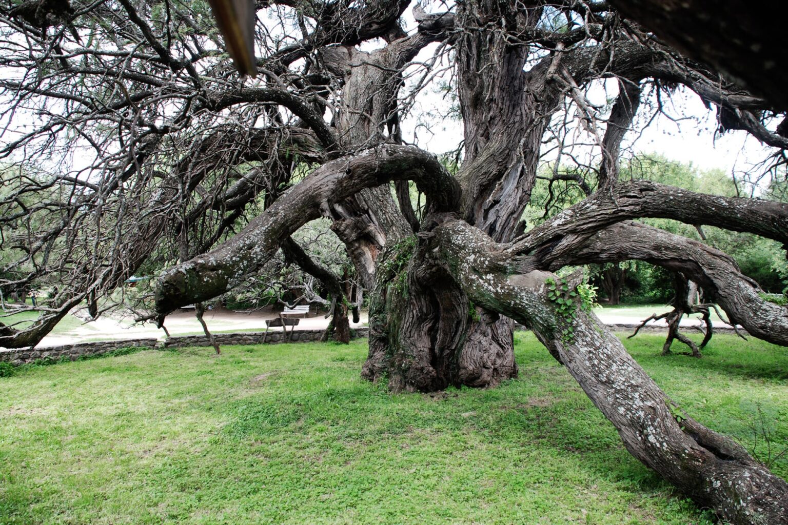 Альгарробо дерево в Южной Америке